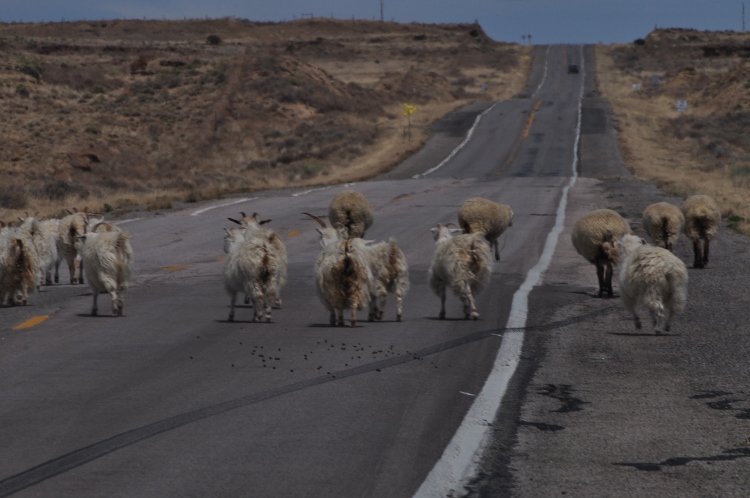 sheep
